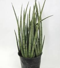 Cylindrical Snake Plant